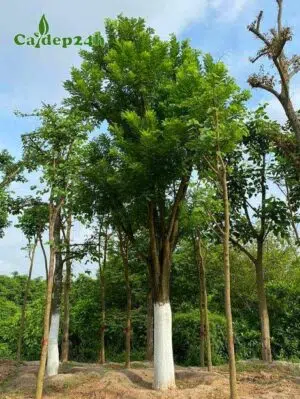 Cây hoa Hòe cổ thụ đường kính thân 20cm đo cách gốc 1m