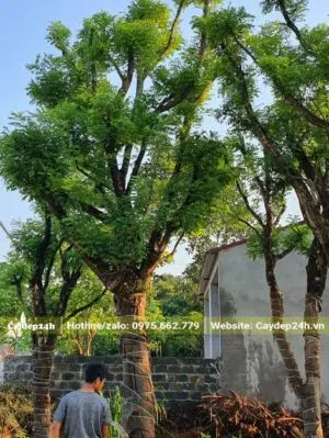 Tưới nước và chăm sóc cây hoa Hòe cổ thụ đã dâm ủ lâu năm