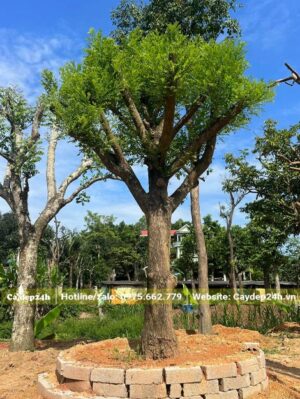 Hoa Hòe dâm ủ bầu nổi chiều cao khoảng 3m, đk gốc 30cm