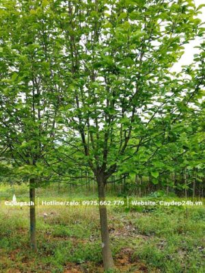 Cây hoa Mộc Lan cao lớn, tán lá vẫn còn xanh mướt