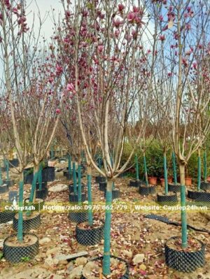 Nụ hoa đang bắt đầu hé mở và chuẩn bị bung hoa