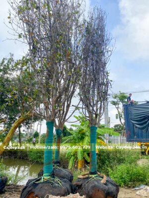Mộc Lan kích thước lớn, đường kính gốc 15 - 20cm