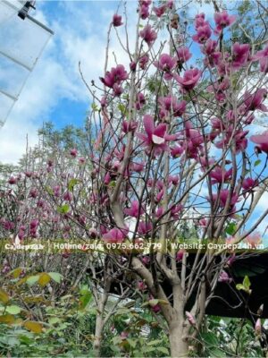 Hàng Mộc Lan rở rộ hoa vào đầu Xuân