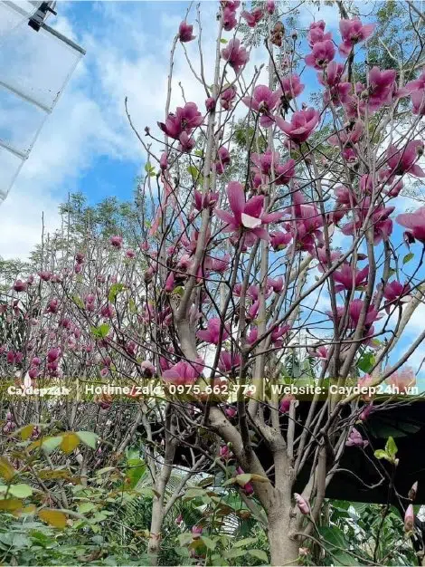 Hàng Mộc Lan rở rộ hoa vào đầu Xuân