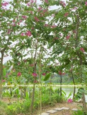 Cây hoa Ban Tím thân gỗ nở hoa tím xinh đẹp