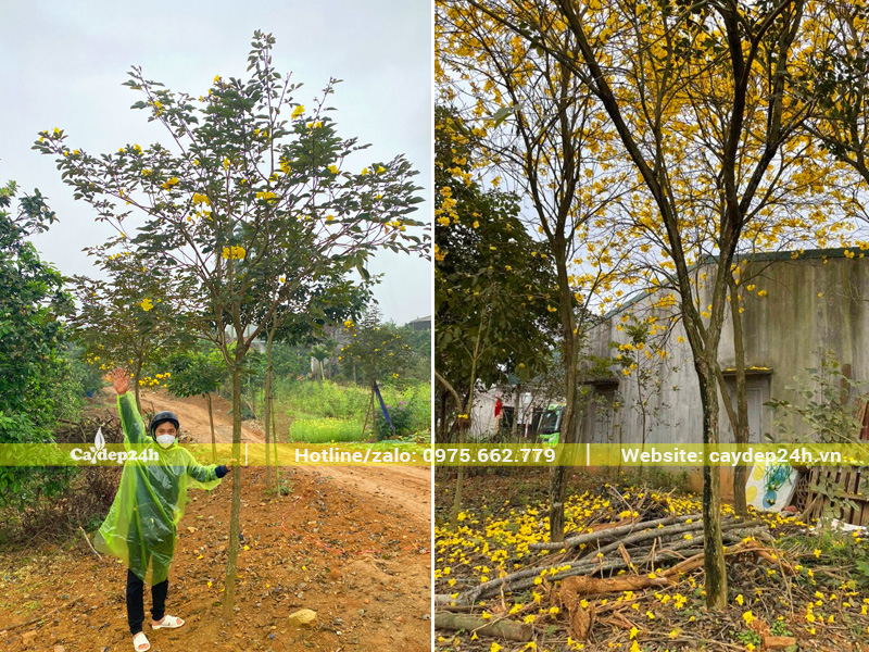 Khách hàng tham quan trực tiếp nhà vườn và chọn cây