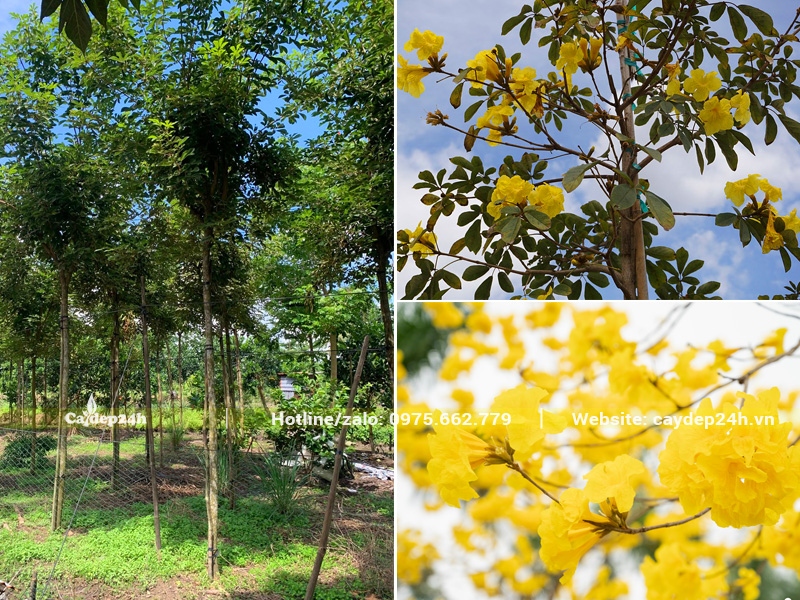 Hình ảnh cây phong linh vàng lâu năm từ nhà vườn đem trồng tại công trình