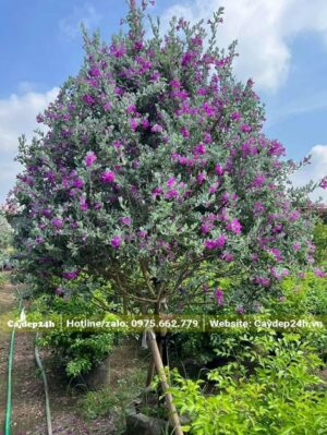 Cây tán lớn, đường kính tán khoảng 1,2m, cây cao hơn 2m