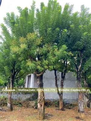 Cây Hòe cổ thụ dâm ủ nhiều năm đang ra hoa