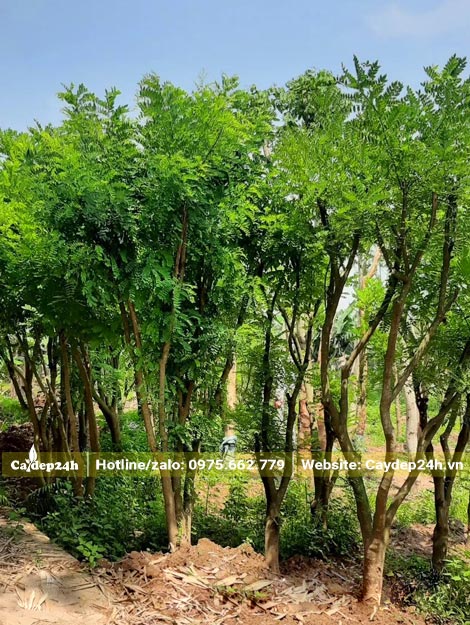 Hàng cây Hòe dâm ủ, nhiều thân, chiều cao khoảng 3m