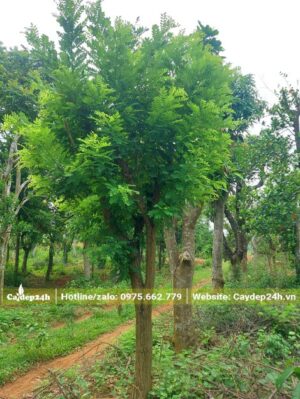 Cây hoa Hòe cao 4m, tán đường kính 1,5m