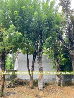 Hòe dâm ủ hơn 3 năm, bộ tán mới ra cực kỳ đẹp