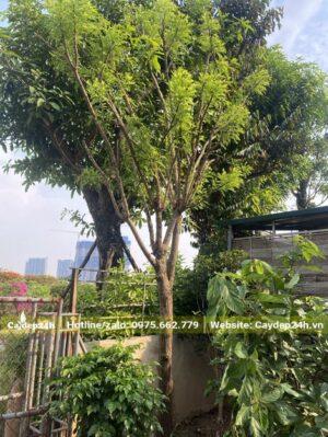 Hòe công trình cao 4m, tay cành đang ra chồi non