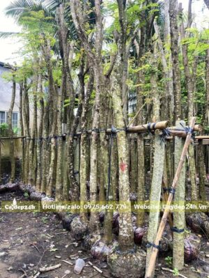 Đặc trưng của cây Lim Xẹt trưởng thành là phần vỏ có những đốm trắng nhìn như vết mốc lớn