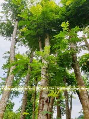 Cành lá mới đang ra sau 5 - 6 tháng dâm ủ