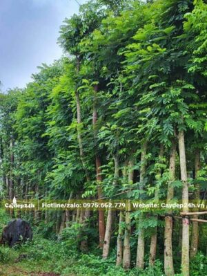 Khu vườn dâm ủ cây hoa Lim Xẹt công trình nhiều năm, cây cao trên 5m