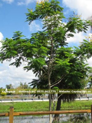 Lim Xẹt trồng ven tuyến đường quốc lộ