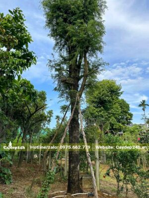 Cây Me công trình cao hơn 6m, hàng cổ thụ hiếm gặp