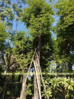 Me chua dâm ủ nhiều năm có thân thẳng đẹp, đang ra cành nhánh mới