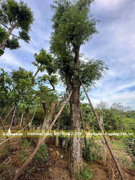 Chống cây me cổ thụ cao hơn 4m, đường kính gốc hơn 30cm