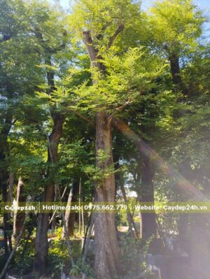 Cây Me Chua cổ thụ kích thước hiếm gặp, đã dâm ủ kỹ