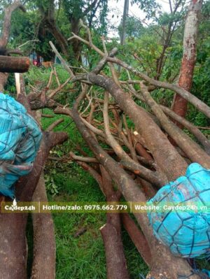 Cây Me Tây lâu năm vanh 45 - 50, đã dâm ủ và cắt tỉa cành nhỏ