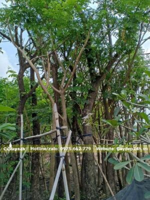 Me Tây lâu năm vanh 30 - 40