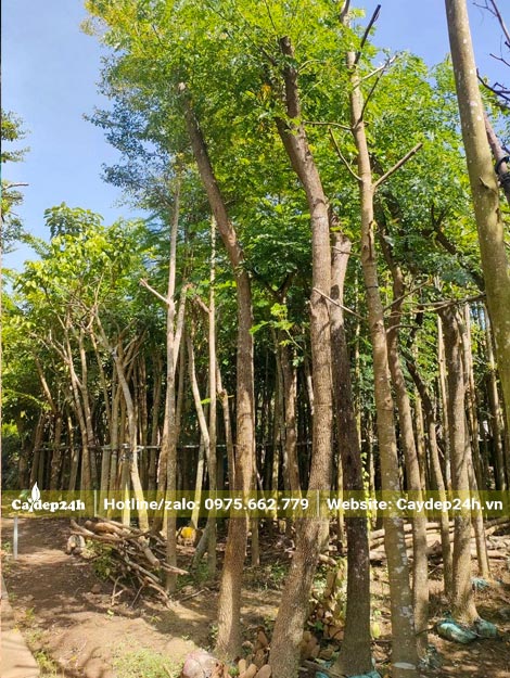 Nhà vườn dâm ủ cây công trình, bao gồm cả cây Me tây đường kính gốc 10 - 15cm
