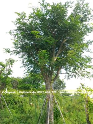 Me Tây đường kính gốc 30cm đã dâm ủ nhiều năm