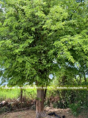 Cây Me cổ thụ trồng trong góc vườn nhà