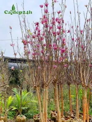 Cây hoa Mộc Lan cổ thụ đang nở hoa rực rỡ