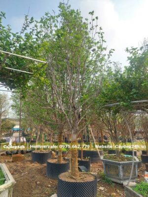 Cây hoa Mộc Lan dâm ủ đường kính gốc 10cm đang ra lá non