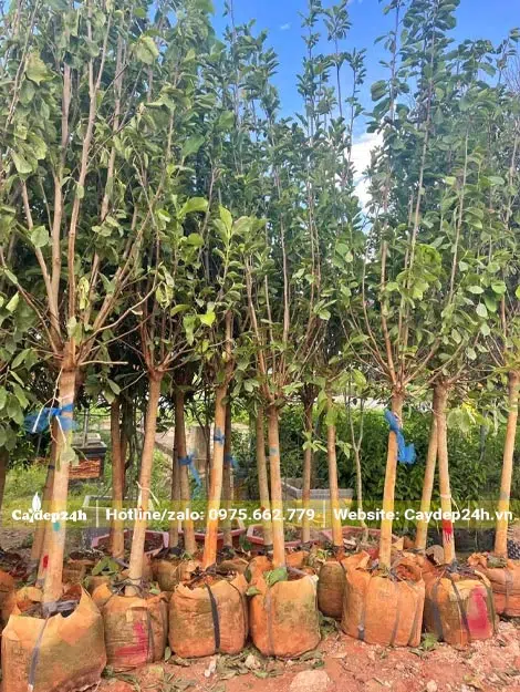 Mộc Lan dâm ủ đang mùa lá già