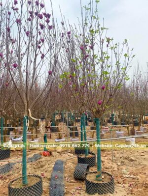 Vườn Mộc Lan hoa màu hồng và đỏ đậm chuẩn bị bán Tết