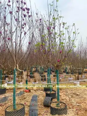 Vườn Mộc Lan hoa màu hồng và đỏ đậm chuẩn bị bán Tết