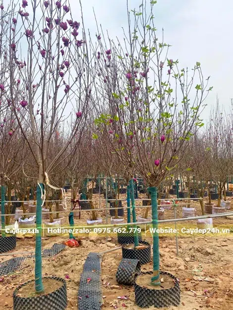 Vườn Mộc Lan hoa màu hồng và đỏ đậm chuẩn bị bán Tết