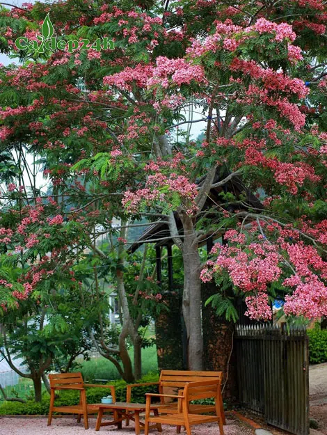 Cây Muồng Hoa Đào nở rộ, sắc hoa hồng rực cả một góc trời