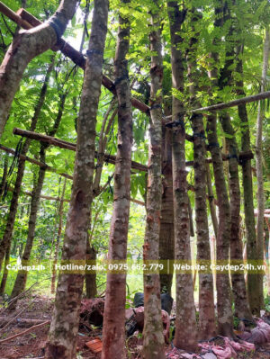 Cây Muồng Hoa Đào cổ thụ chiều cao 6 - 8m, đk gốc 20 - 25cm