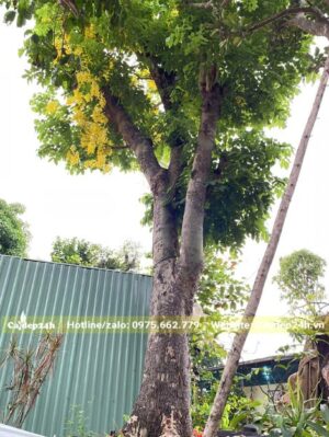 Cây Muồng Hoàng Yến cổ thụ nở hoa