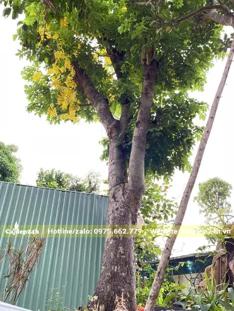Cây Muồng Hoàng Yến cổ thụ nở hoa