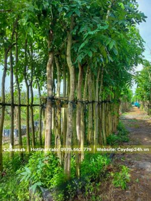 Hàng cây Muồng Hoàng Yến đang dâm ủ tại vườn, thân cây thẳng đẹp