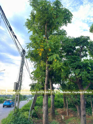 Cây hoa muồng hoàng yến công trình chiều cao 6 - 7m