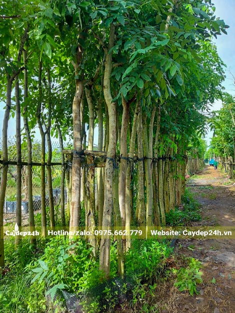 Hàng cây Muồng Hoàng Yến đang dâm ủ tại vườn, thân cây thẳng đẹp