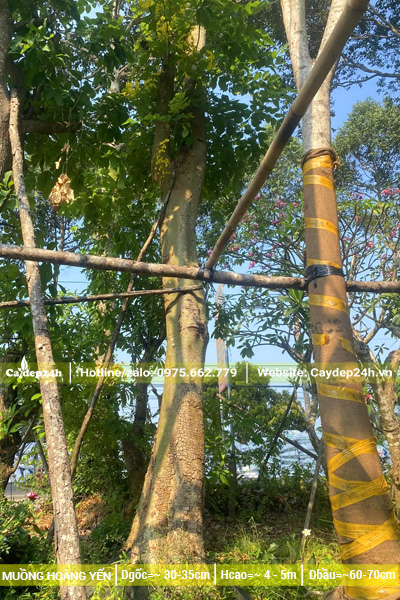 Vườn dưỡng ủ cây muồng hoàng yến cổ thụ đường kính gốc trên 30cm