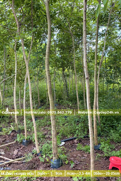 Vườn trồng cây muồng hoàng yến đường kính gốc 5cm
