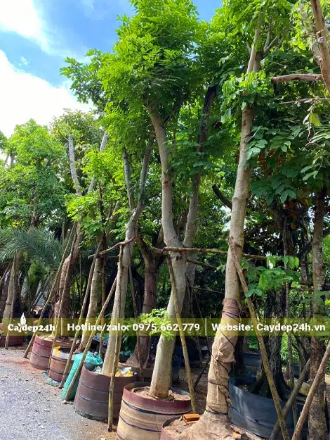 Quây bầu nổi để dâm ủ cây Muồng Hoàng Yến công trình đường kính gốc 18 - 20cm