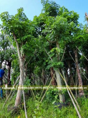 Muồng Hoàng Yến lâu năm cao 3 - 4m, vanh 80 - 85