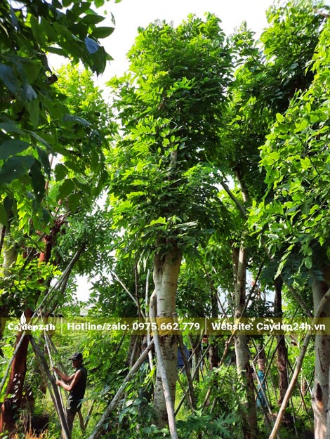 Vườn dưỡng cây Muồng Hoàng Yến cổ thụ vanh gần 100 trong bầu nổi