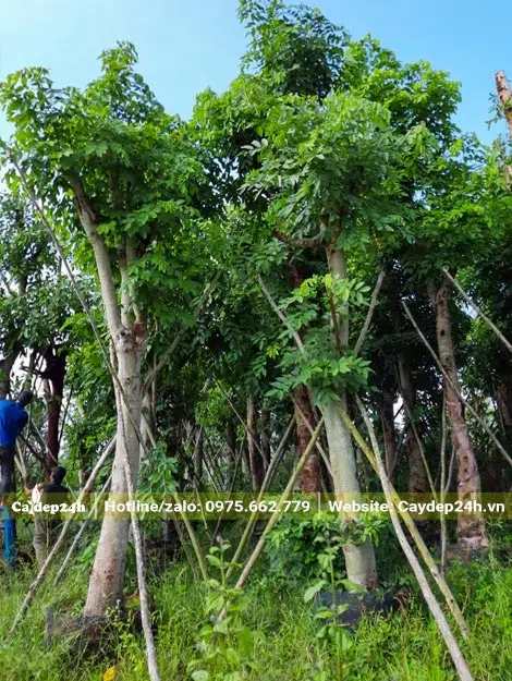 Muồng Hoàng Yến lâu năm cao 3 - 4m, vanh 80 - 85