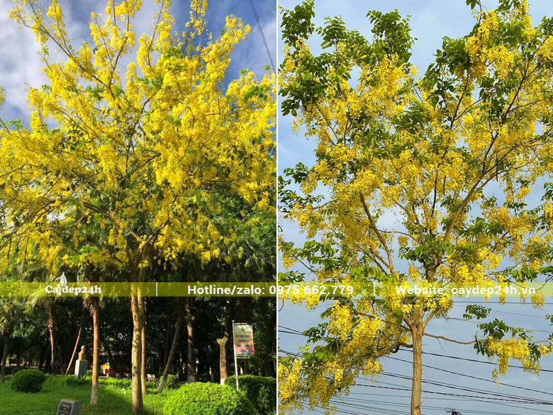 Cây muồng hoàng yến trồng vỉa hè đường phố tại Hải Phòng